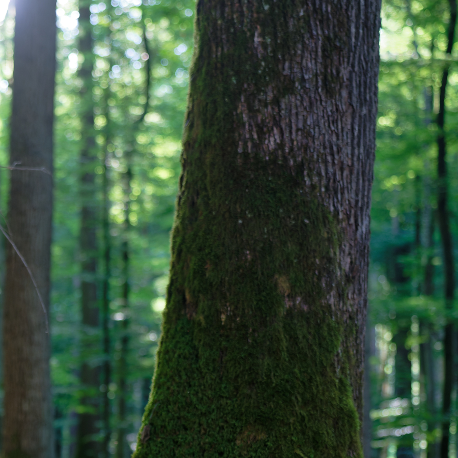 Waldbestattung